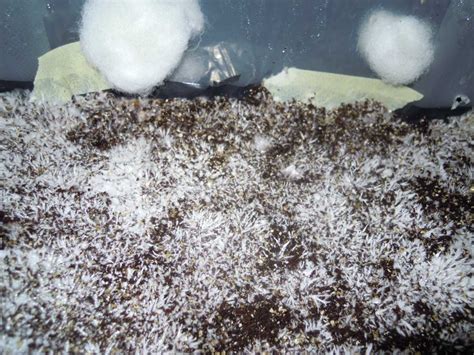 Monotub Started Pinning Early Mushroom Cultivation Shroomery
