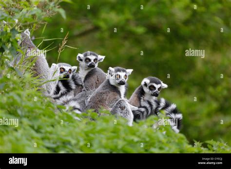 Ring Tailed Lemur Madagascan Hi Res Stock Photography And Images Alamy