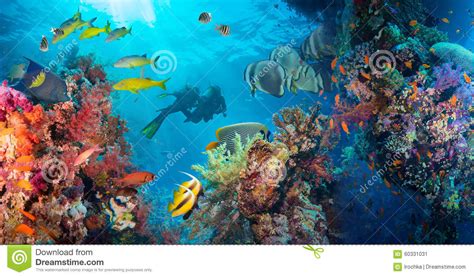 Colorful Underwater Reef With Coral And Sponges Stock