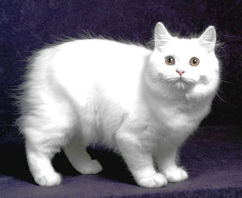 Cymric Cat Breed Information And Pictures Petguide Cat Breeds