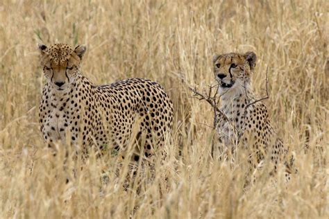 Junge Geparden Trainieren Die Jagd Foto And Bild Tiere Wildlife Säugetiere Bilder Auf