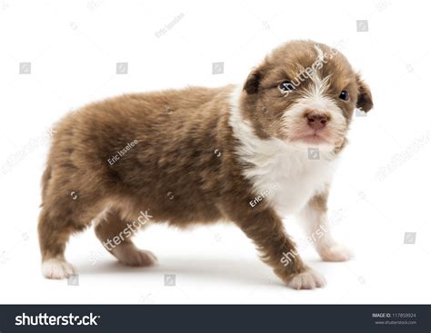 Australian Shepherd Puppy 22 Days Old Standing With An Angry Look