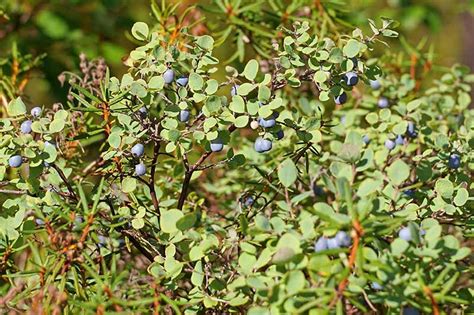 How To Grow And Care For Lowbush Blueberries Gardeners Path