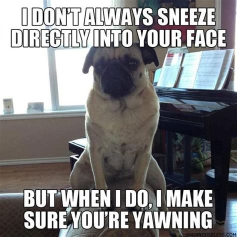 The 28 Funniest Pug Memes Of All Time Page 3 Of 8 The Paws