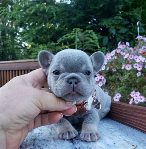 Thank you for checking out our ad for our french cuties that are now ready for their next step! teacup french bulldog puppies for sale Vermont - Home of ...
