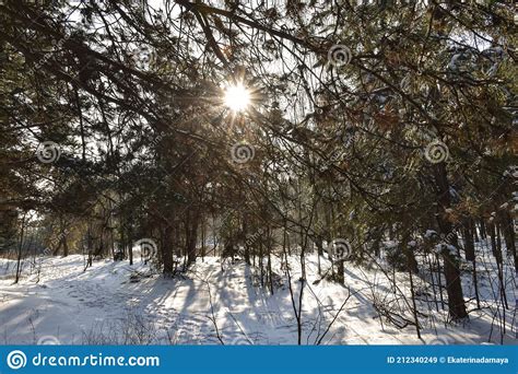 Winter Sun Shines Through The Branches Of Pine Trees Stock Image