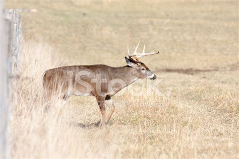 Whitetail Male Buck Deer Walking In Field Stock Photo Royalty Free