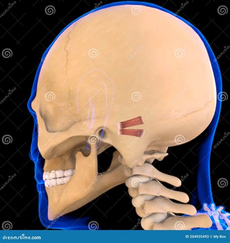 Posterior Auricular Muscle Anatomy For Medical Concept 3d Stock