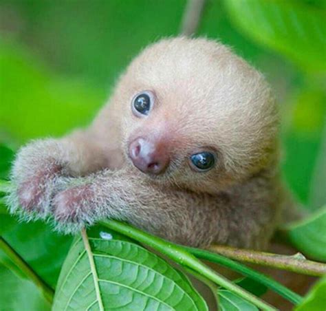 Baby Sloth Baby Animals Pictures Baby Sloth Baby Animals Funny