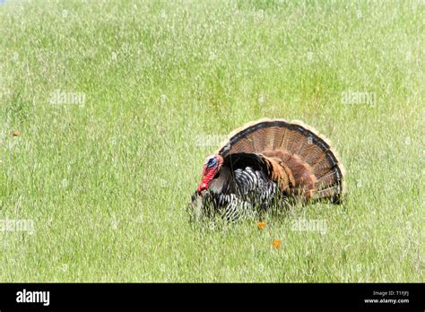 Young Male Wild Turkey In Hi Res Stock Photography And Images Alamy