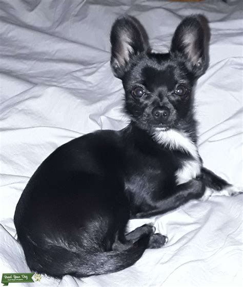 Black And White Short Hair Full Chihuahua Stud Dog In London The