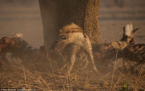 African Wild Dogs Attack Hyena That Had Been Stalking Them In Search Of