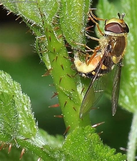 Syrphid Fly Laying Eggs Syrphus Opinator Bugguidenet