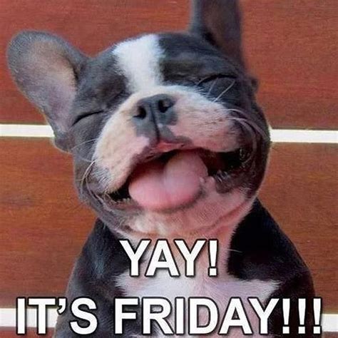 Happyfriday Funny Friday Memes Friday Meme Friday Dog
