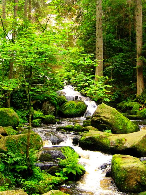 Free Download Forest Stream Wallpaper Nature Wallpapers 15620 Review