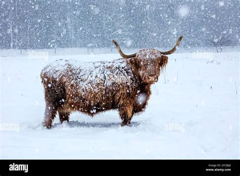 Highland Cattle Snow Hi Res Stock Photography And Images Alamy