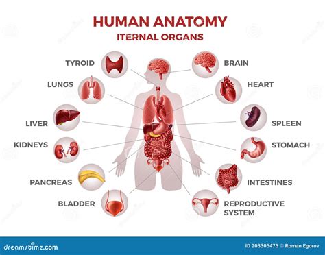Body Internal Organs Woman Body Anatomy With Stomach And Kidneys