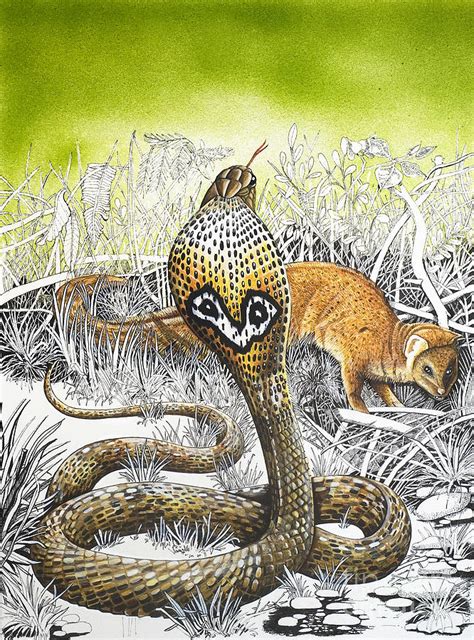 King Cobra Meets His Match Painting By Susan Cartwright Fine Art America