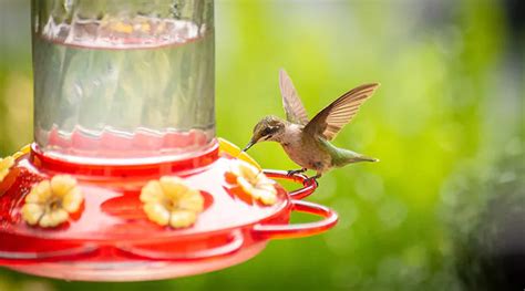Make any size of this hummingbird food by using the ratio of 4 parts water to 1 part sugar. Pin on House