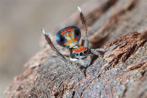 Maratus Amabilis At Arachnida Araneae Salticidae Jumping Spiders
