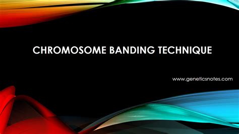 Chromosome Banding And Painting Online Biology Notes