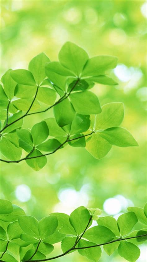 Nature Sunshine Green Leaves Iphone 8 Wallpapers Free Download