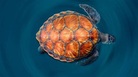 Color Pictures Of Sea Turtle Shells A Green Sea Turtle Shows Off Its
