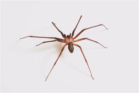The Itsy Bitsy Spidercrawled On Your Face Brown Recluse Itsy Bitsy