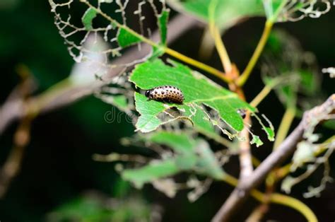 Caterpillar Eating Leaf Stock Image Image Of Bielinek 140784551
