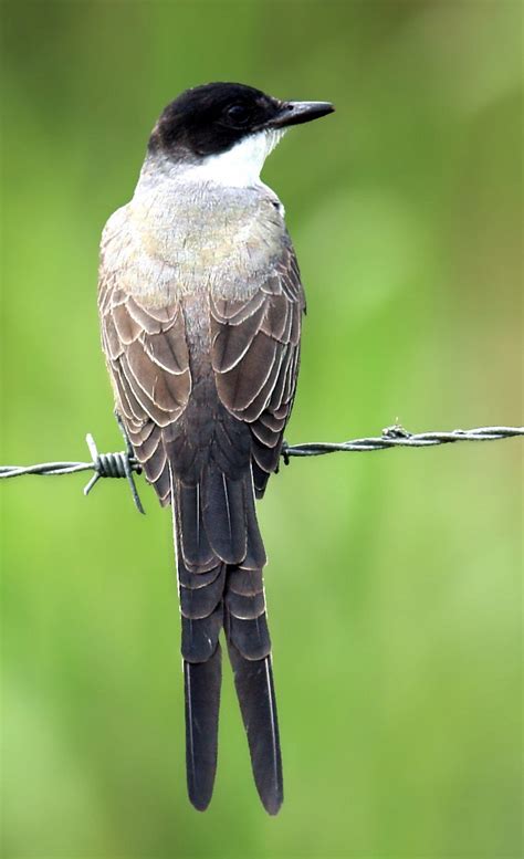 105 Best Birds Flycatcher Images On Pinterest Beautiful Birds
