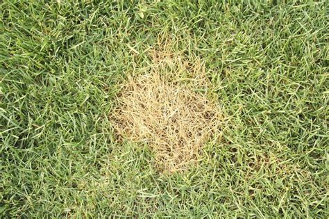 Brown Lawn Repair What To Do When Lawn Has Brown Spots Gardening