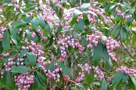 Pieris Japonica Katsura Japanese Andromeda