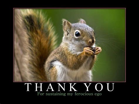 Image Result For Thank You Memes Funny Squirrel Animals Fox Squirrel
