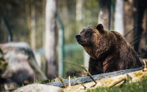 Extinct Cave Bear Dna Lives On In Modern Brown Bears Slashgear