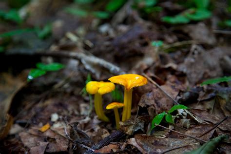 Spring Mushrooms Forest Floor Foliage Free Nature Pictures By