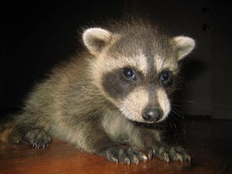 Can You Have A Raccoon As A Pet