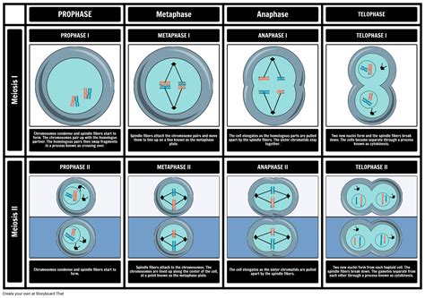Stages Of Meiosis Diagram Storyboard By Oliversmith