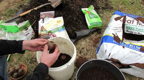 How To Start Grocery Store Potatoes In 5 Gallon Buckets