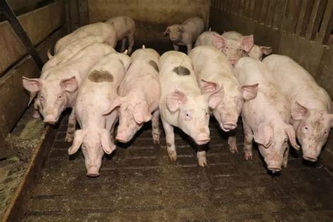 Dix Pratiques Gagnantes Pour Améliorer L’indice De Consommation Des Porcs En Engraissement