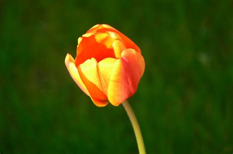Free Images Blossom Flower Petal Bloom Tulip Orange Spring