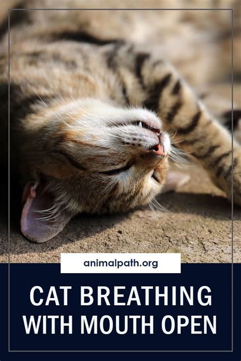 Cat Breathing With Mouth Open In 2021 Mouth Open Cats Feline Health