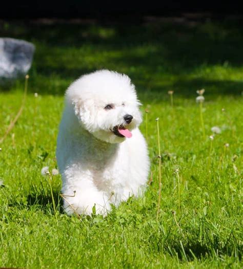 All about the Bichon Frise - Top Lap Dogs