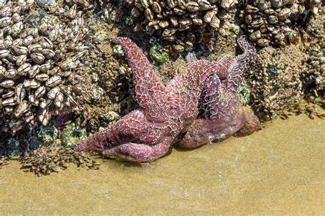 Starfish In An Intertidal Zone ~ Nature Photos ~ Creative Market