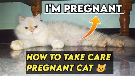Caring For A Pregnant Persian Cat