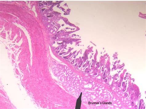 A Histology Tour Of The Gi Tract The Duodenum