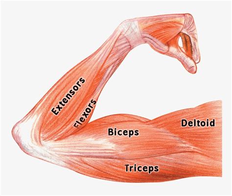 Bicep Muscles Anatomy