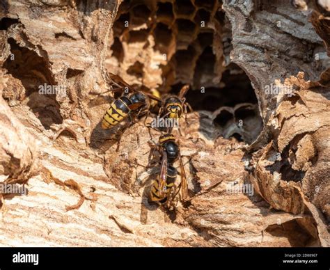 Entrance To The Hornets Nest In The Tree Hollow Jack Predatory Wasps