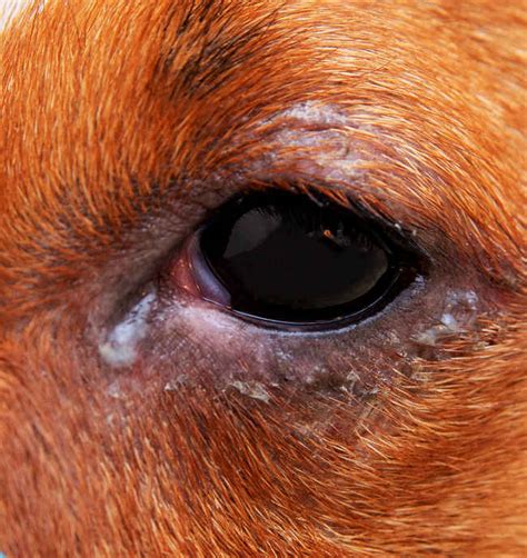14 Pictures Of Dog Eye Infections With Vet Advice
