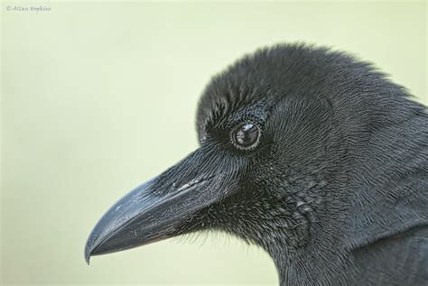 Large Billed Crow Corvus Macrorhyncos Intermedius Flickr