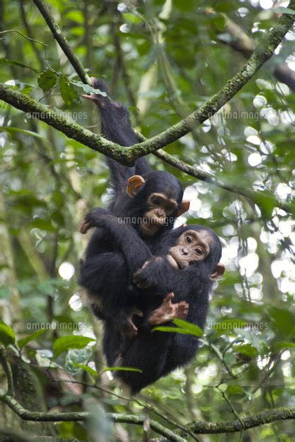 Chimpanzee Pan Troglodytes Infant Playing With Juv 32243007384 の写真素材